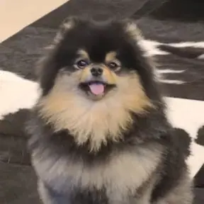 V (BTS)