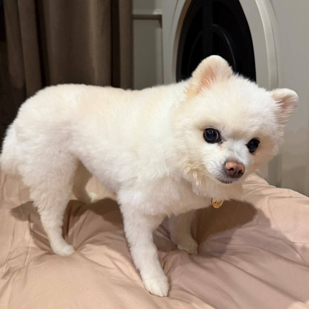 BowkyLion