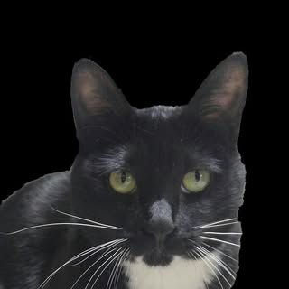 Zoodasa